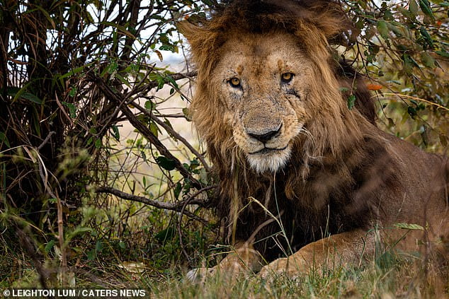 Morani, the oldest lion in the Maasai Mara. Amazing pictures show the oldest known lion in a national reserve in Kenya